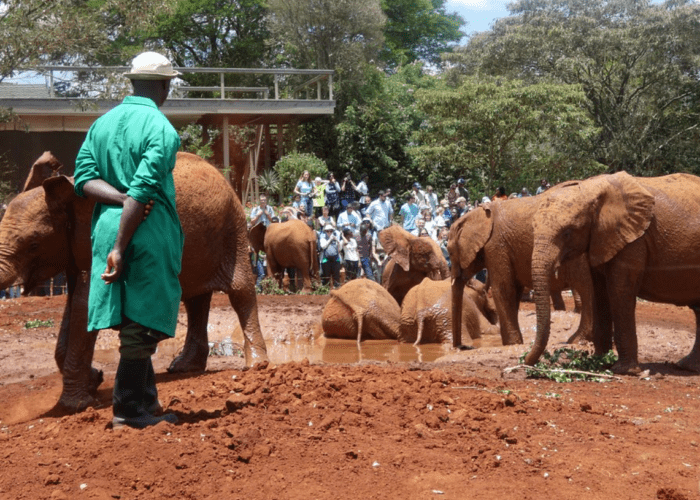 David Sheldrick Elephant Orphanage, Giraffe Center Tour